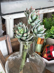Agave Bunch