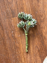 Load image into Gallery viewer, Agave Bunch